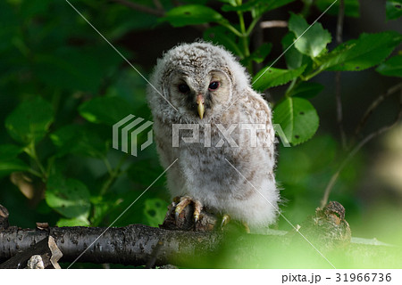 フクロウ　巣立の朝 31966736