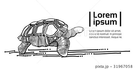 Turtle Drawing Black Animal With Copy Space 31967058