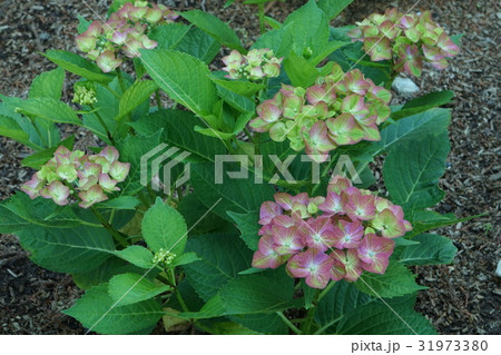 紫陽花　普賢　07 31973380