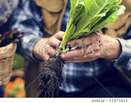 People Planting Harvest Garden Green People Planting Harvest Garden Green 31973813