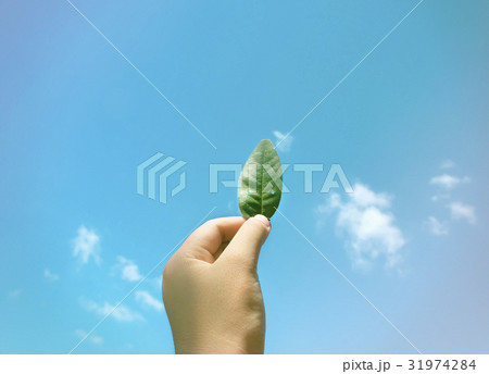 Hand Hold Show Leaf Up To Sky 31974284