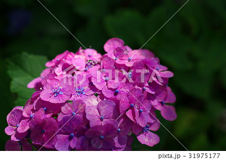 赤紫の紫陽花 日陰に差し込む光 Aの写真素材