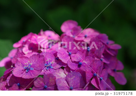 赤紫の紫陽花 日陰に差し込む光 B 寄りの写真素材