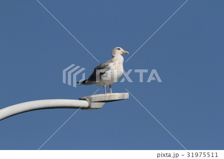 セグロカモメ セグロカモメ 31975511