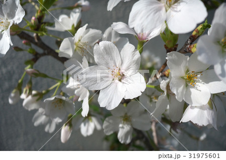 桜（モノトーン） 31975601