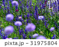 紫花 31975804