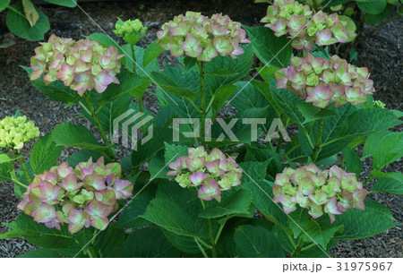 紫陽花 若木の花 10 紫陽花 若木の花 10 31975967
