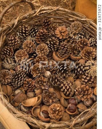 マツボックリとトチの実 31975972