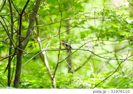 キビタキ(黄鶲)(Narcissus Flycatcher) キビタキ(黄鶲)(Narcissus Flycatcher) 31976110