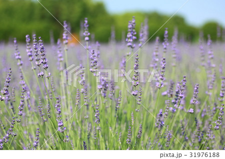 ラベンダーの花 31976188