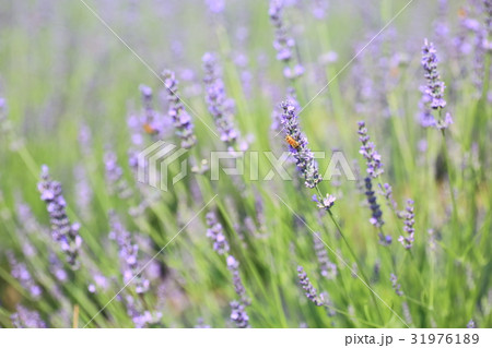 ラベンダーの花 ラベンダーの花 31976189