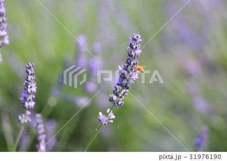 ラベンダーの花 ラベンダーの花 31976190
