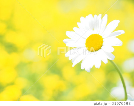 フランスキク 31976598