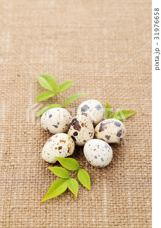 うずら卵 うずら卵 31976658