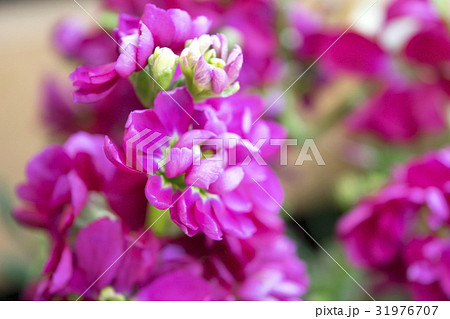 ストック　八重咲き 31976707