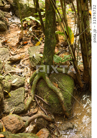 Tree' root around the old stone in the forest. Tree' root around the old stone in the forest. 31976732