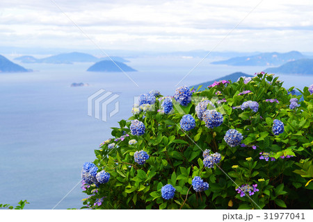 瀬戸内海と紫陽花 31977041