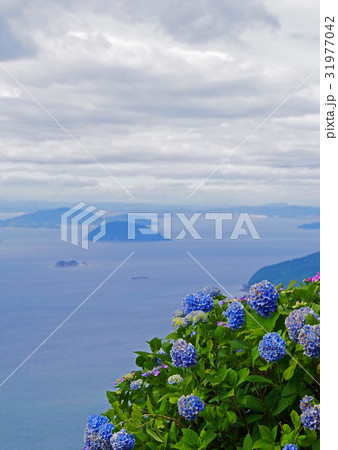 瀬戸内海と紫陽花 瀬戸内海と紫陽花 31977042