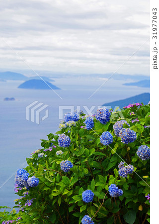 瀬戸内海と紫陽花 瀬戸内海と紫陽花 31977043