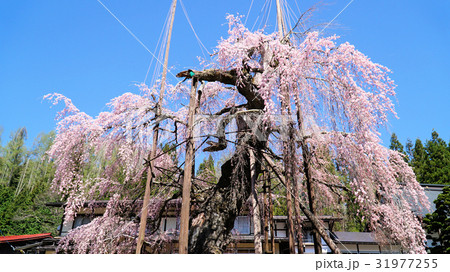 西光寺しだれ桜 西光寺しだれ桜 31977255