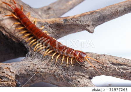 centipede centipede 31977263