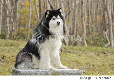 白樺とシベリアンハスキー 31977662