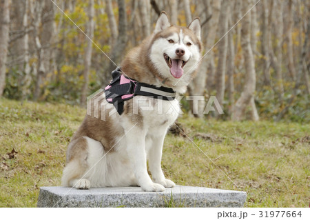 白樺とシベリアンハスキー 31977664