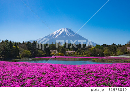 芝桜と富士山の春景色【2017】 31978019