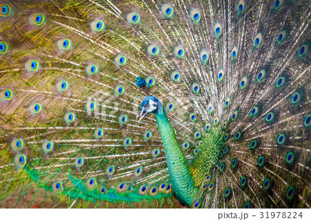 peacock peacock 31978224