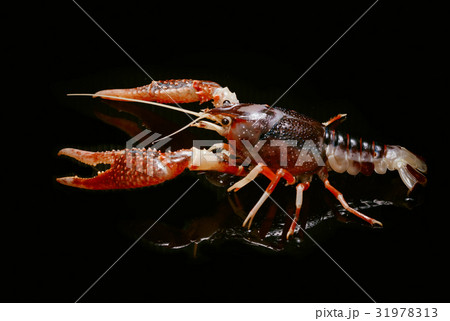 Crayfish Procambarus Clarkii Ghost Crayfish Procambarus Clarkii Ghost 31978313