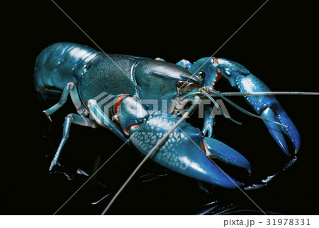 Blue crayfish cherax destructor,Yabbie Crayfish Blue crayfish cherax destructor,Yabbie Crayfish 31978331