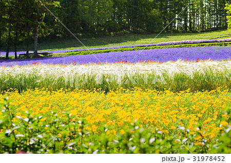 lavender and flower  fields in the garden ,japan 31978452