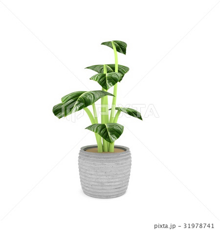 houseplant in green on isolated white in 3D render 31978741