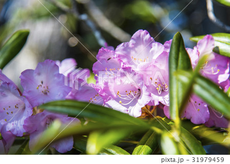ハクサンシャクナゲ 31979459