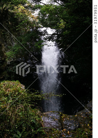 河津七滝　  31979931