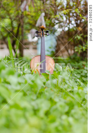 Old violin placed on a beautiful turnip grass. Old violin placed on a beautiful turnip grass. 31980285