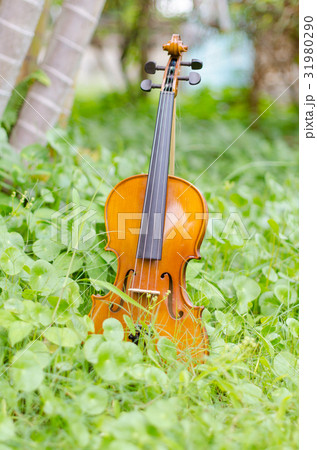 Old violin placed on a beautiful turnip grass. 31980290