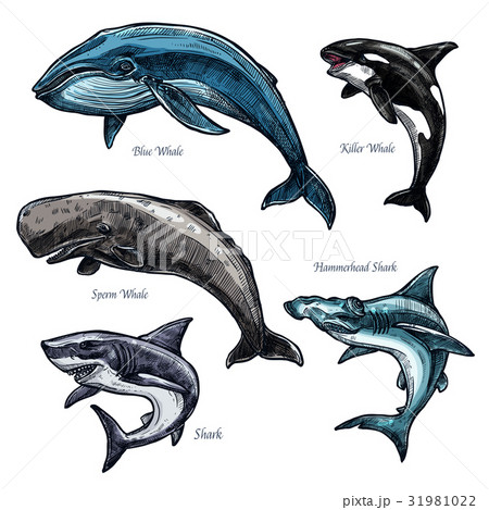 Giant sea animals whale and shark vector icons set 31981022