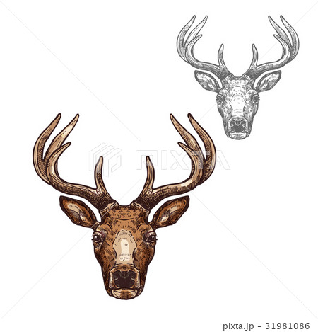 Deer ot reindeer muzzle vector isolated sketch Deer ot reindeer muzzle vector isolated sketch 31981086