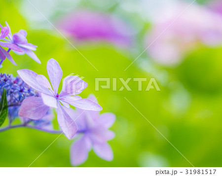 がくあじさい 31981517