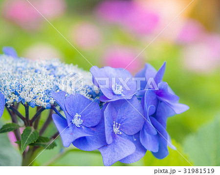 がくあじさい 31981519