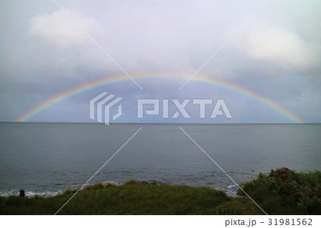 New Zealand　スチュワート島 31981562