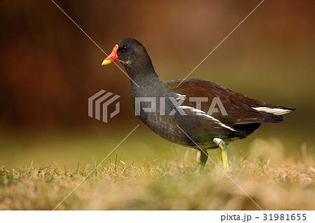 Brown water bird with yellow and red bill 31981655