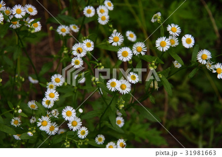 ヒメジョオン02 31981663