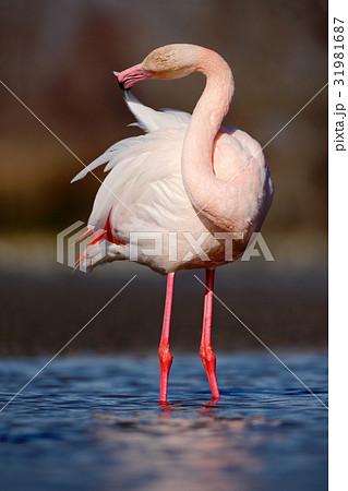 Nice pink big bird Greater Flamingo 31981687