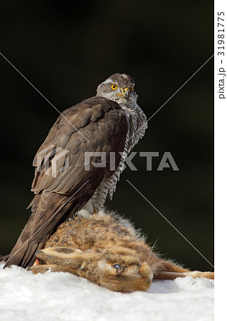 Bird of prey Goshawk kill hare and sitting 31981775