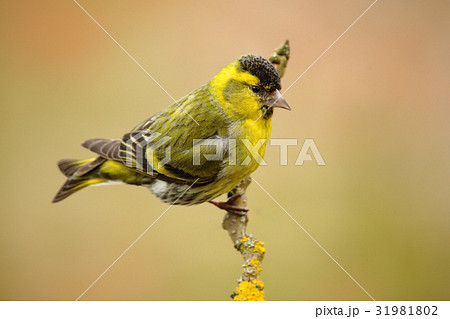 Eurasian Siskin, Carduelis spinus, sitting Eurasian Siskin, Carduelis spinus, sitting 31981802