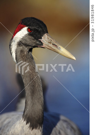 Portrait of bird Common Crane, Lake Hornborga Portrait of bird Common Crane, Lake Hornborga 31981846