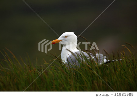 Portrait Herring gull, Larus argentatus 31981989