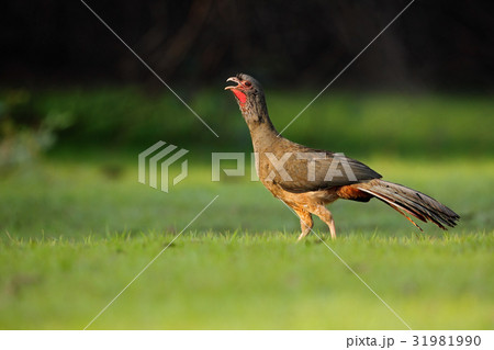 Chaco Chachalaca, Ortalis canicollis 31981990